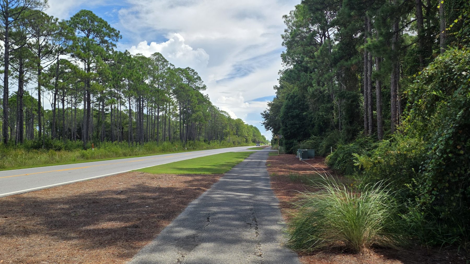 Sandy forest road through longleaf pine in Point Washington State Forest
